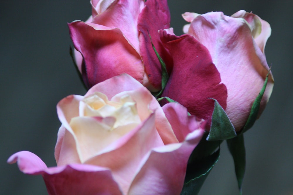 rose rose en gros plan photographie