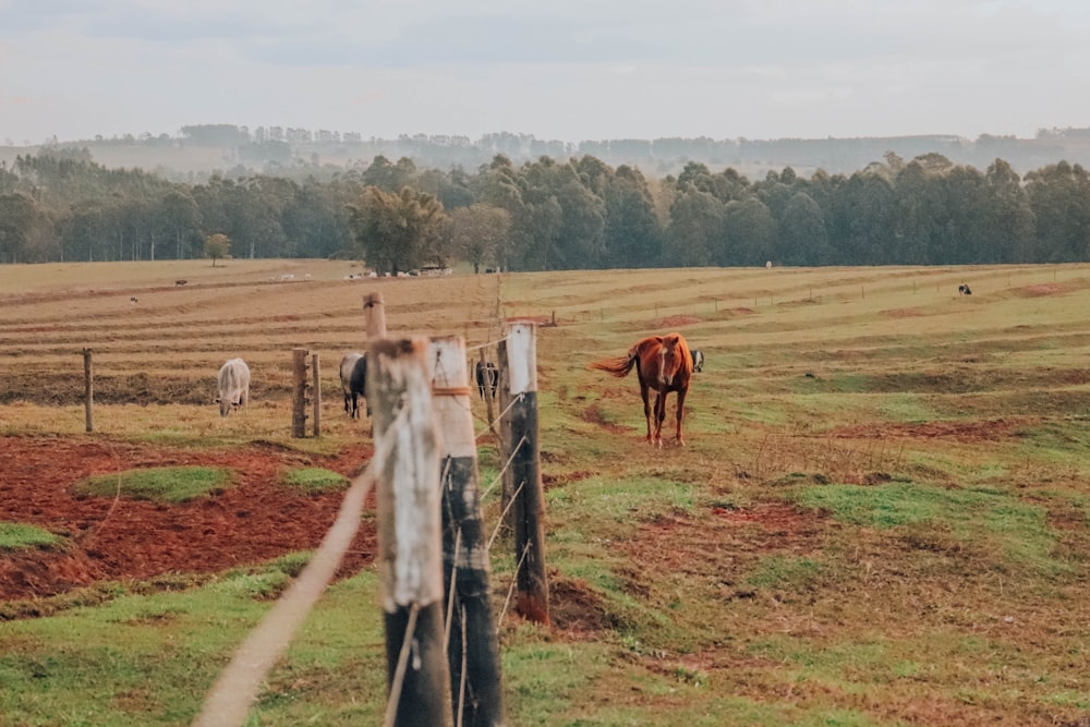 cavallo marrone che mangia l'erba sul campo durante il giorno