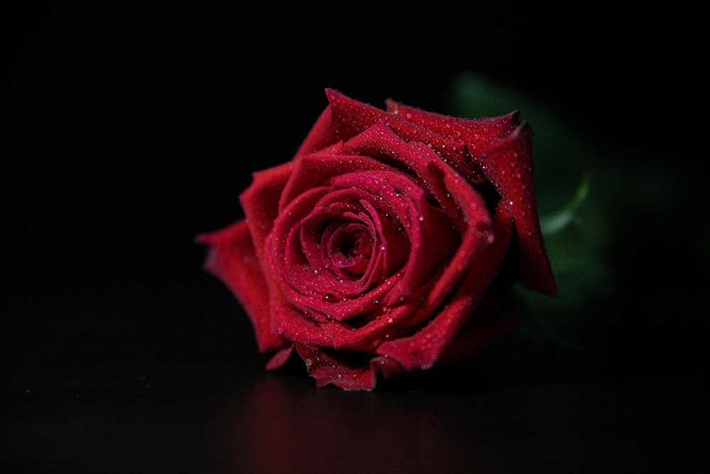 red rose in close up photography