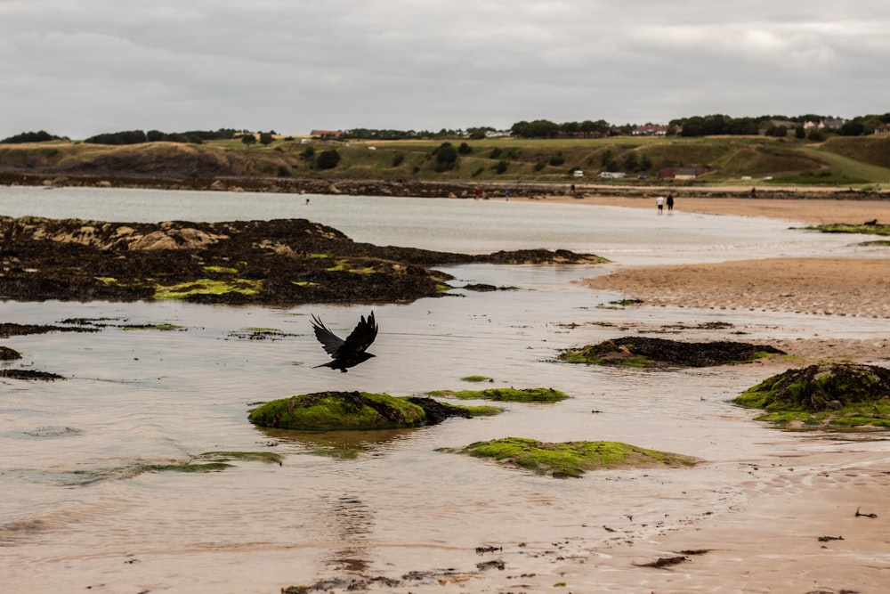 pássaro preto na areia marrom perto do corpo de água durante o dia