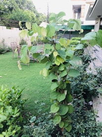 A small tree with abundant green leaves is situated in a neatly maintained garden. The surrounding area features lush grass, a few bushes, and a set of patio furniture consisting of chairs with a rustic design. In the background, a light-colored wall and parts of two adjacent houses can be seen, suggesting a suburban residential area. Overall, the scene appears calm and natural.