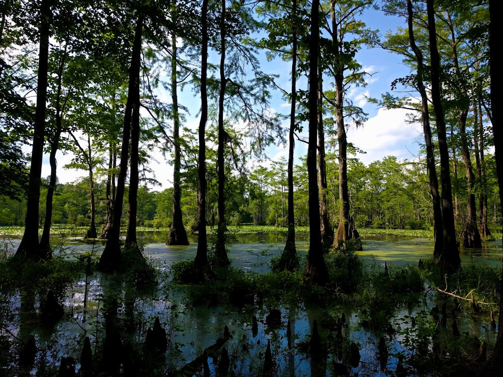 green trees beside river during daytime