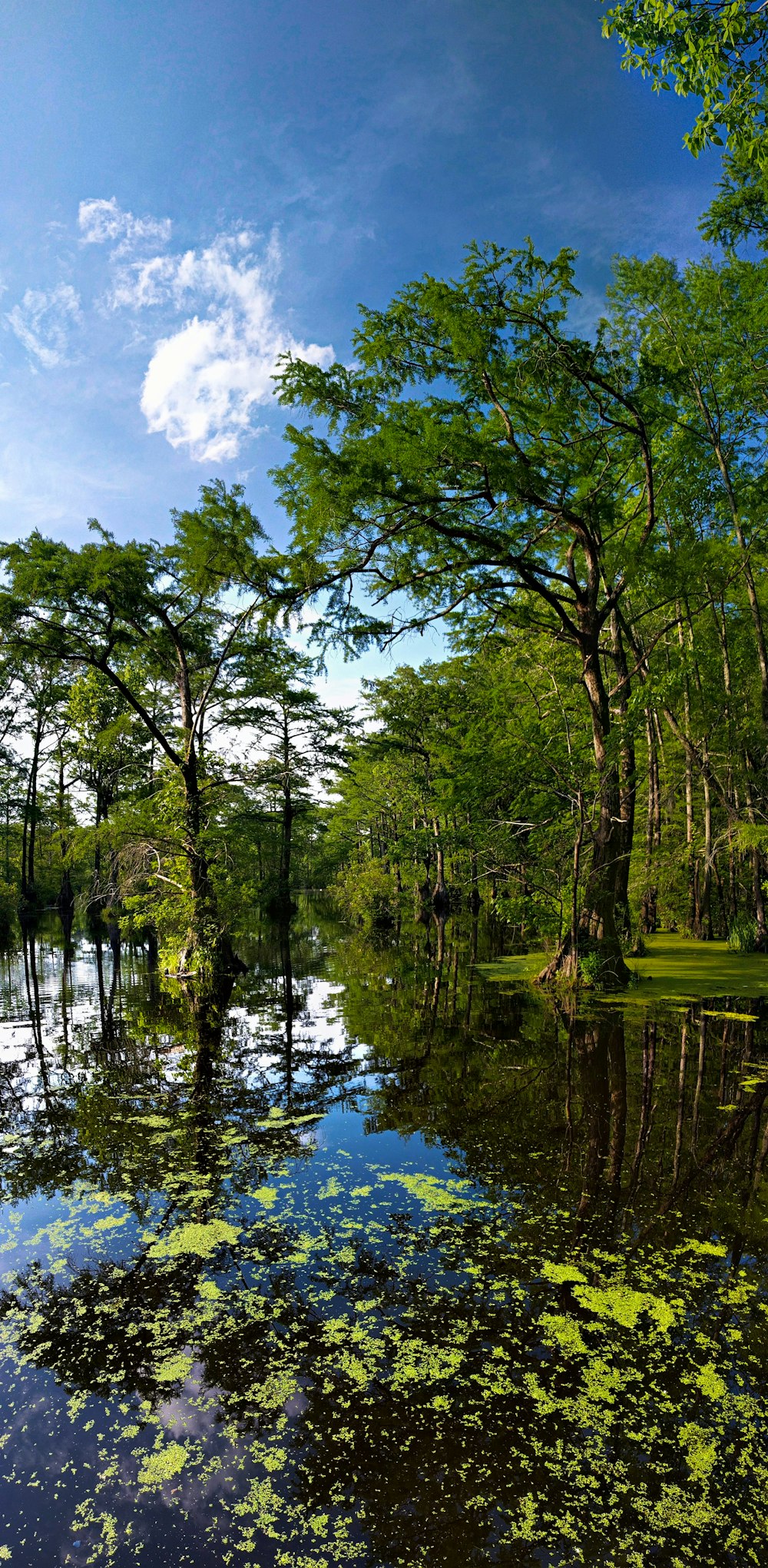 green trees beside river under blue sky during daytime