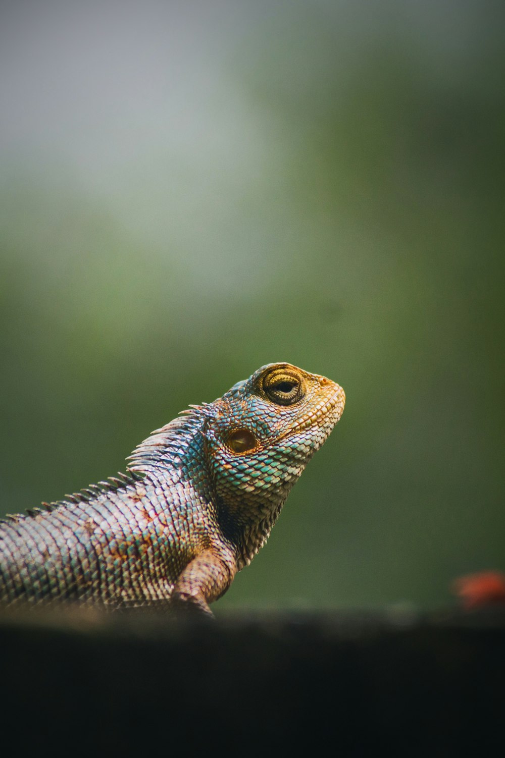 blue and brown lizard in tilt shift lens