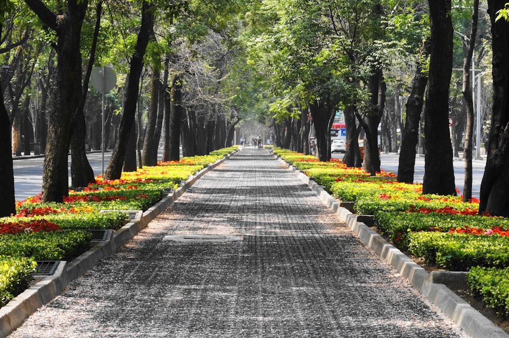 gray concrete pathway between green trees during daytime