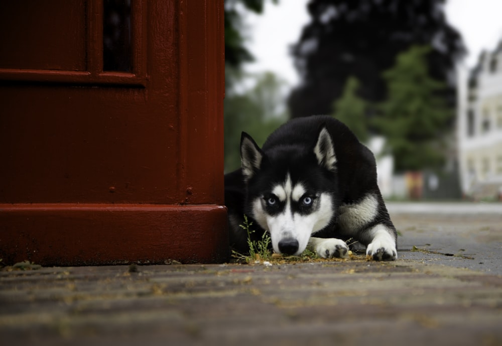 black and white siberian husky puppy on red wooden door during daytime