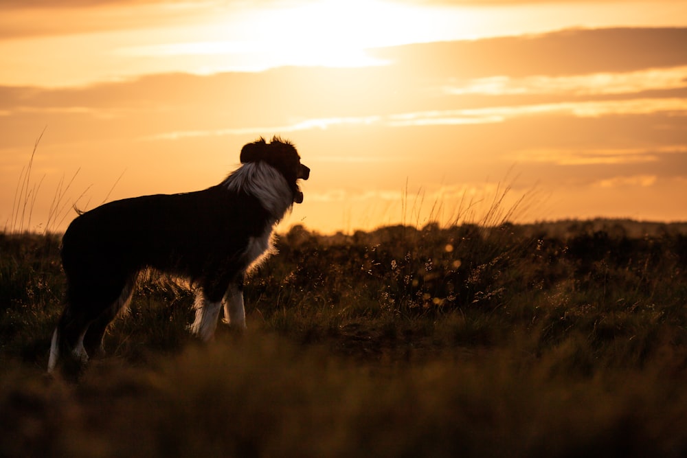 Schwarz-weißer Border Collie auf grünem Grasfeld bei Sonnenuntergang