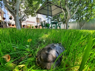 A turtle is situated on a lush green lawn with tall grass, surrounded by a few trees. In the background, there is a gazebo with a canopy and several plastic chairs and a table. The setting appears to be a garden adjacent to a house with hanging plant pots and a fence.