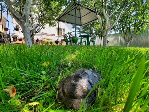 A turtle is situated on a lush green lawn with tall grass, surrounded by a few trees. In the background, there is a gazebo with a canopy and several plastic chairs and a table. The setting appears to be a garden adjacent to a house with hanging plant pots and a fence.