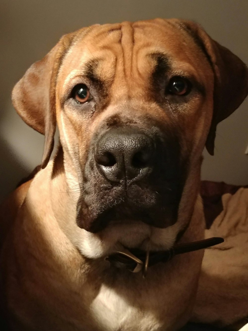 brown short coated dog with black collar