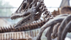 A close-up view of a dinosaur skeleton, focusing on the skull and upper vertebrae. The fossil is displayed in a well-lit environment with natural light coming in, highlighting the texture of the bones.