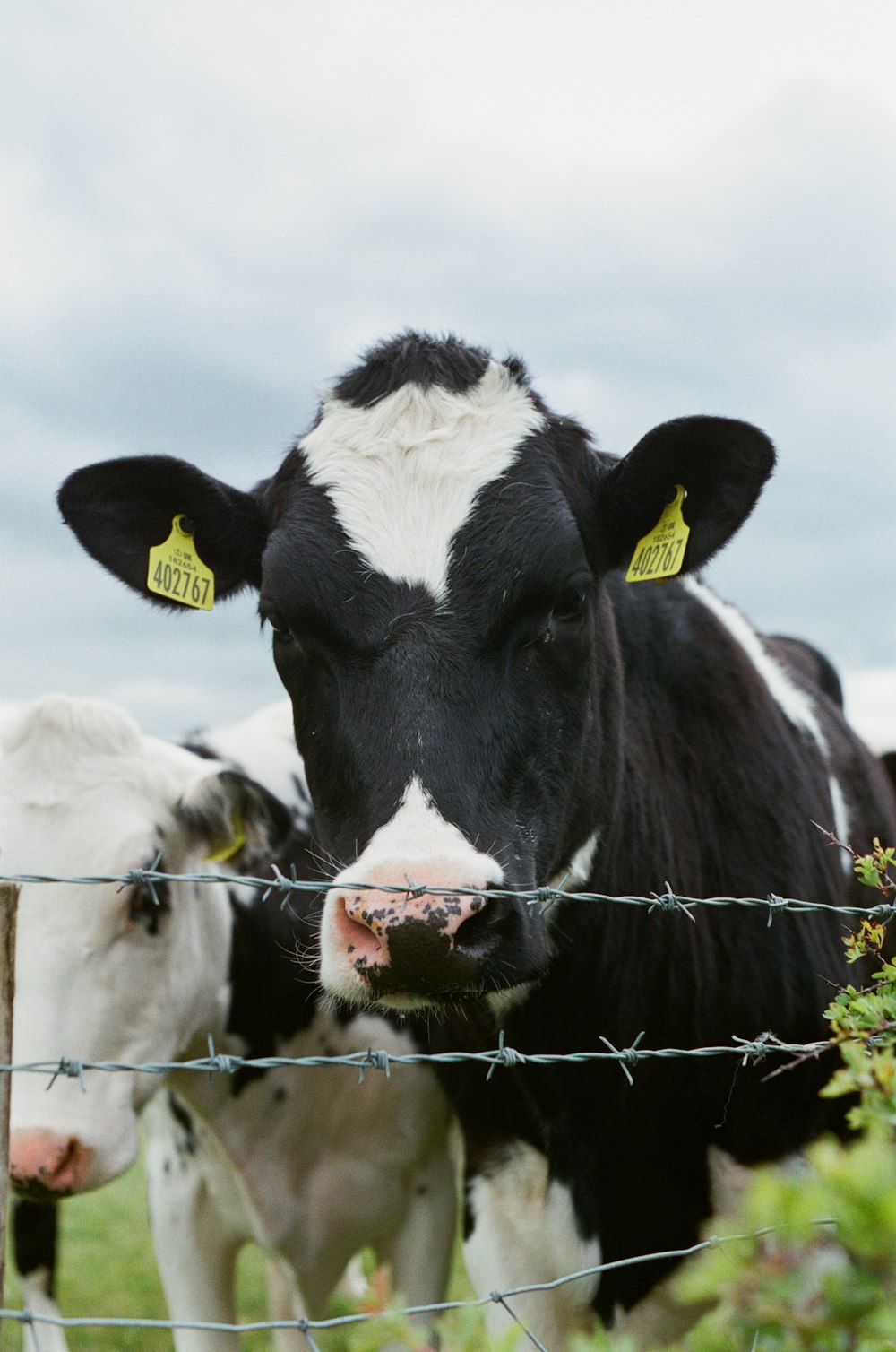 mucca bianca e nera sul campo di erba verde durante il giorno