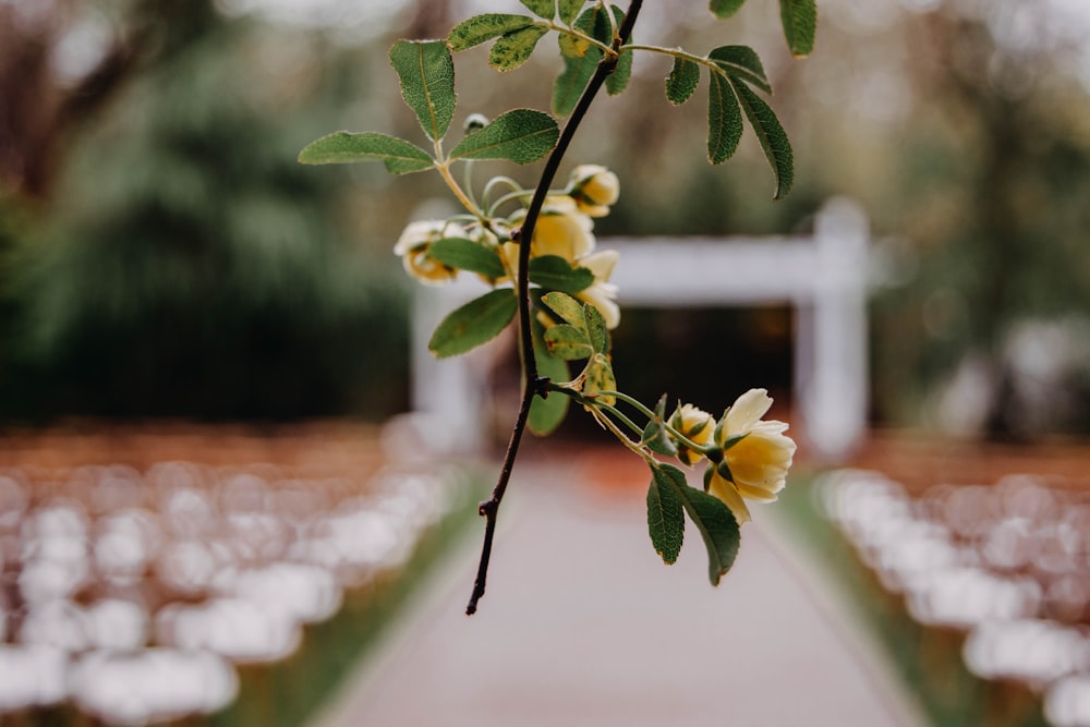 green and yellow leaves on brown stem