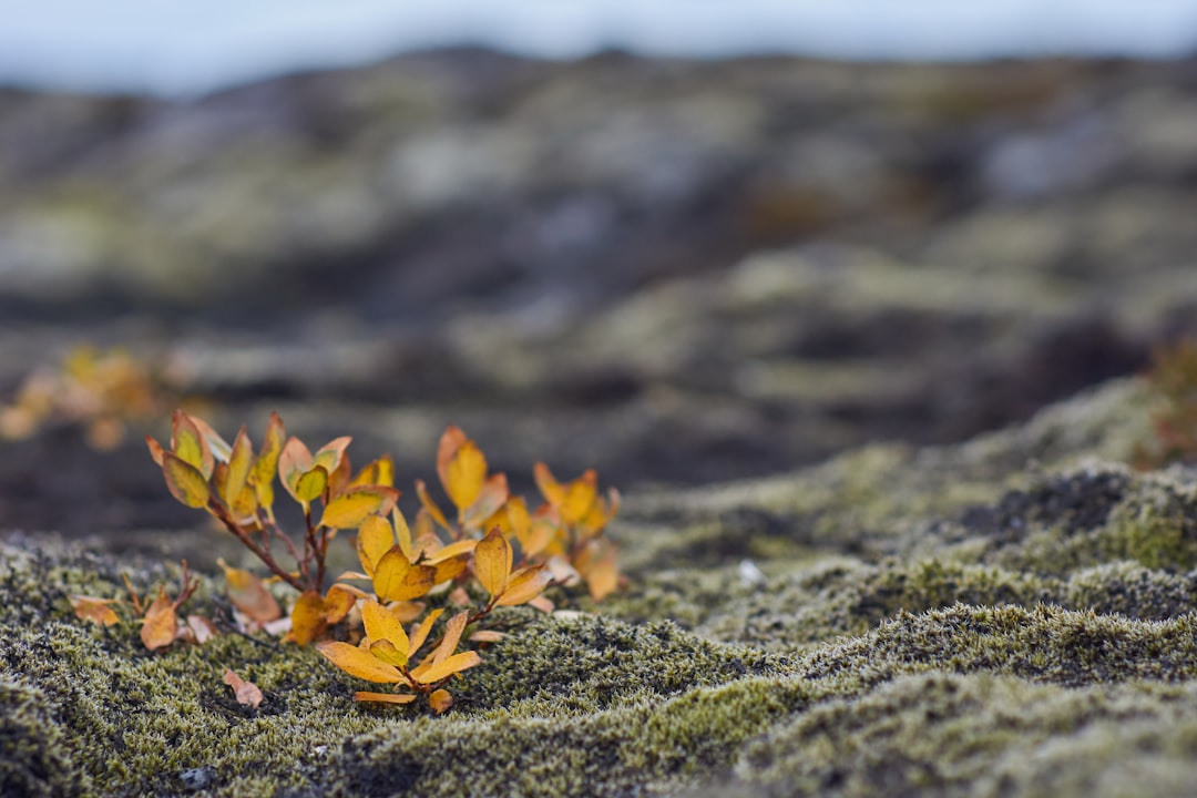 yellow flower on black soil