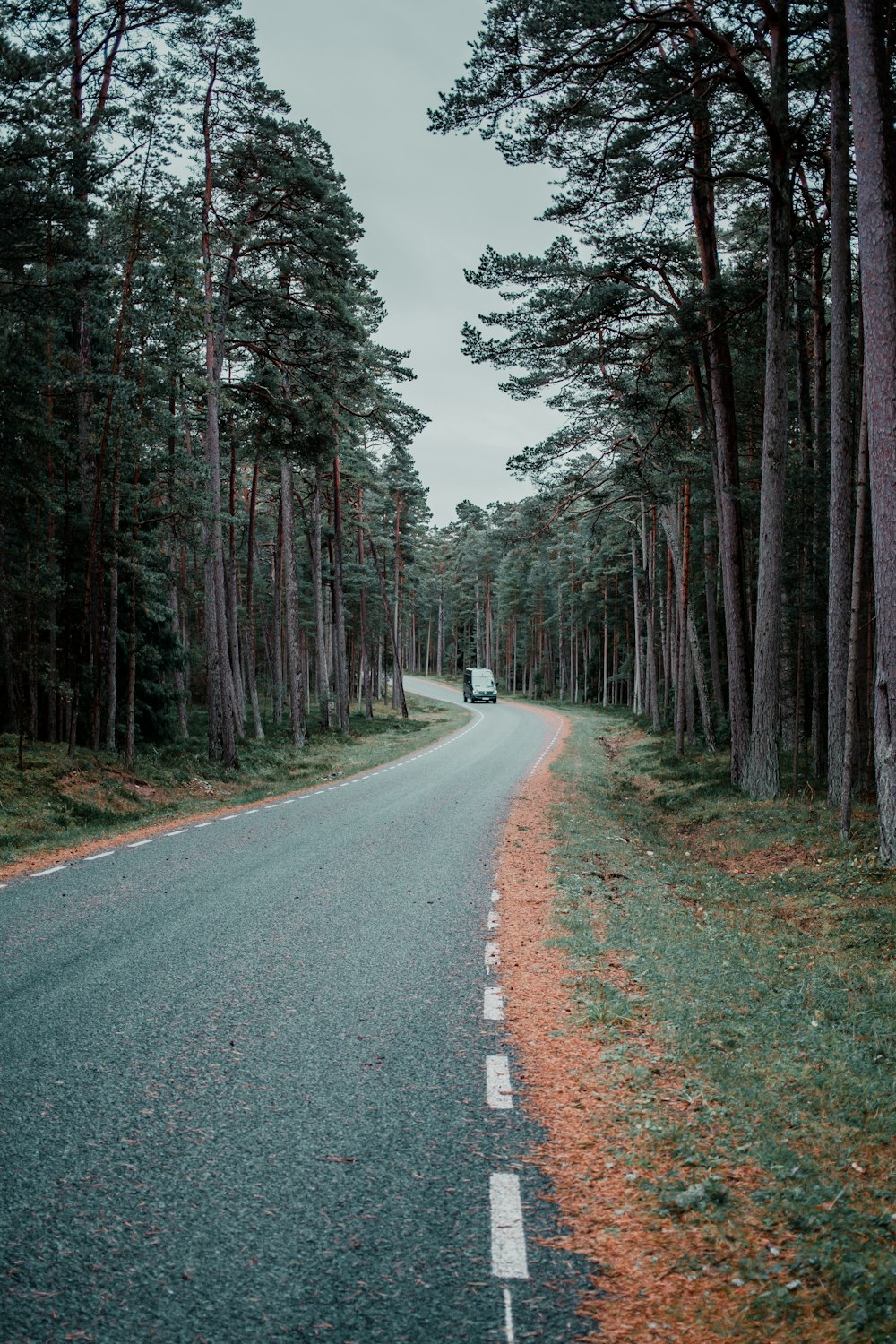낮 동안 나무 사이의 회색 아스팔트 도로
