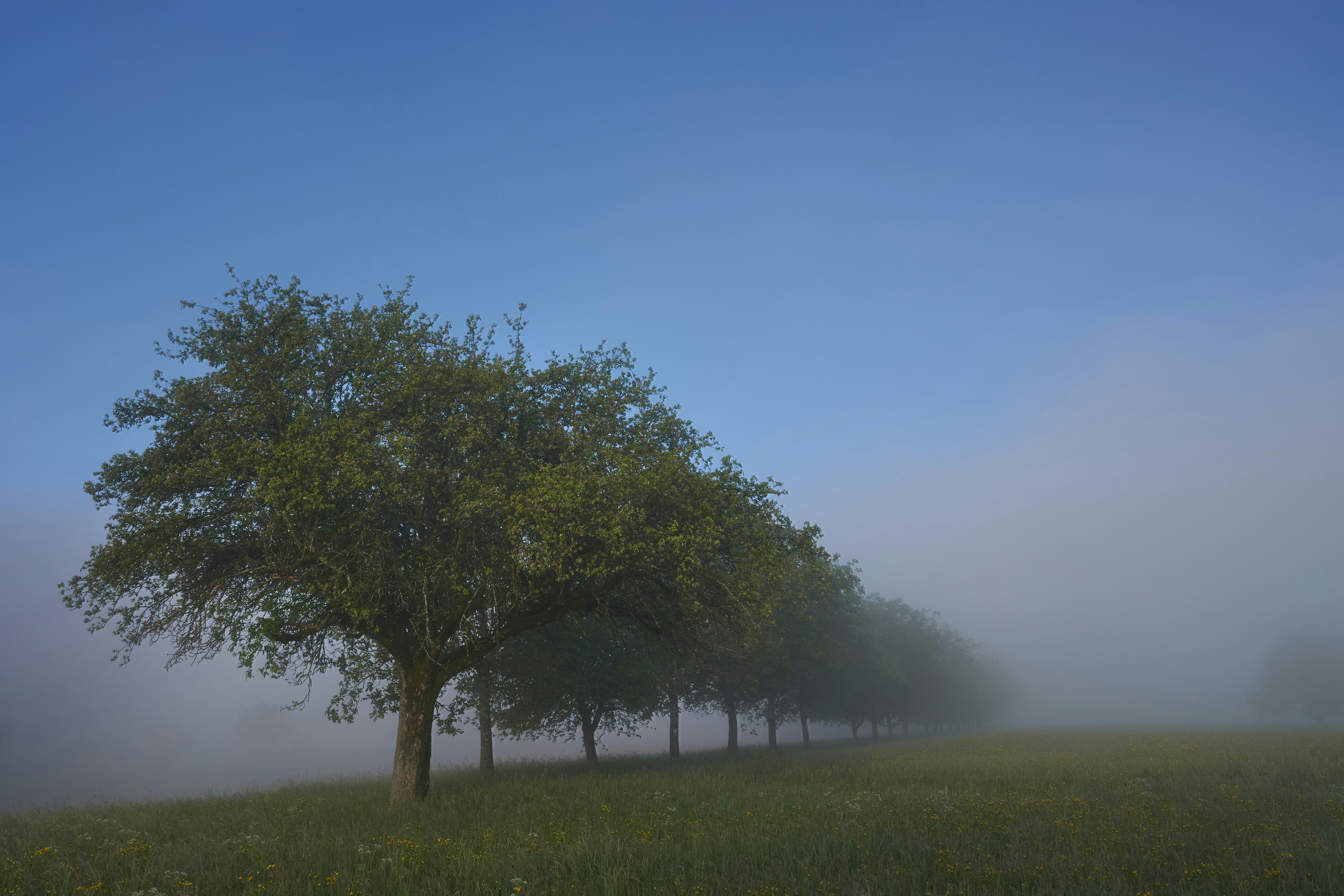 Photo by wolfgang_hasselmann