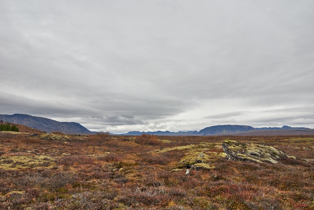 green grass field under gray sky