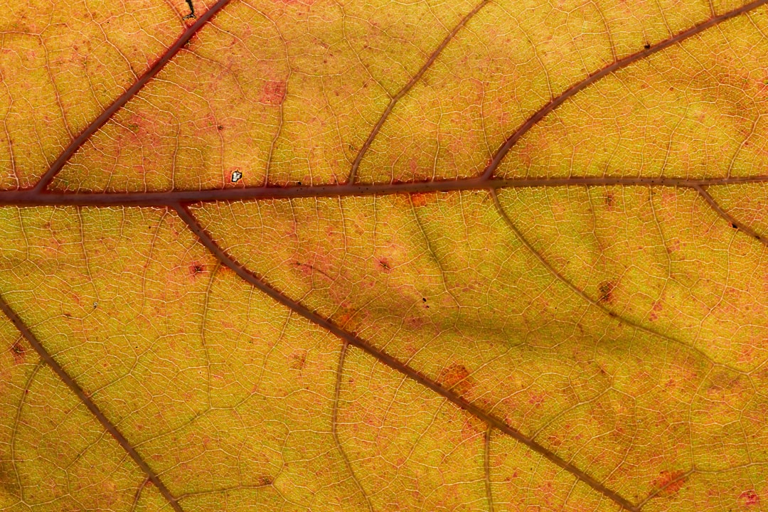 yellow and brown leaf in close up photography