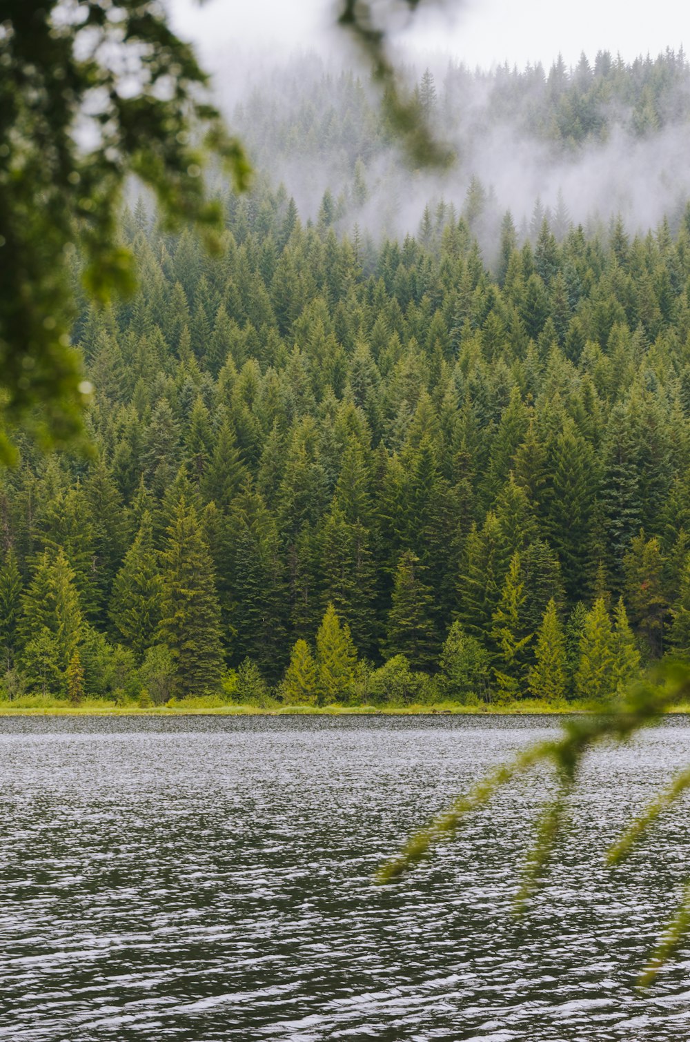 green trees beside body of water during daytime