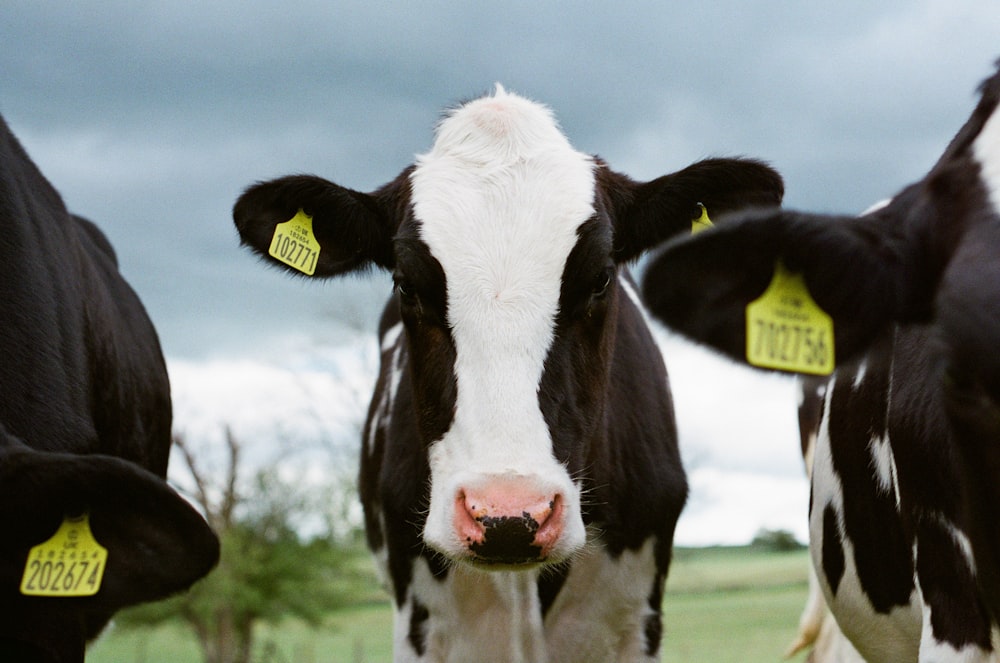 white and black cow on green grass field during daytime