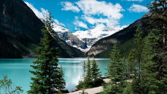 green trees near lake under blue sky during daytime in Banff National Park Canada