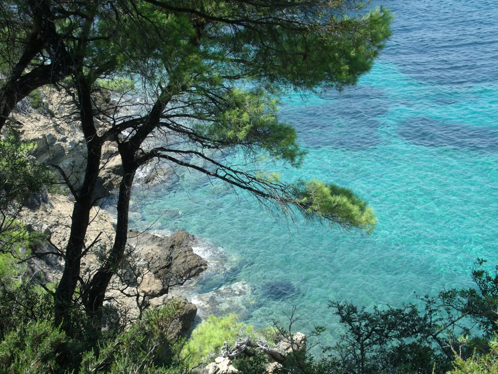 albero verde vicino allo specchio d'acqua durante il giorno