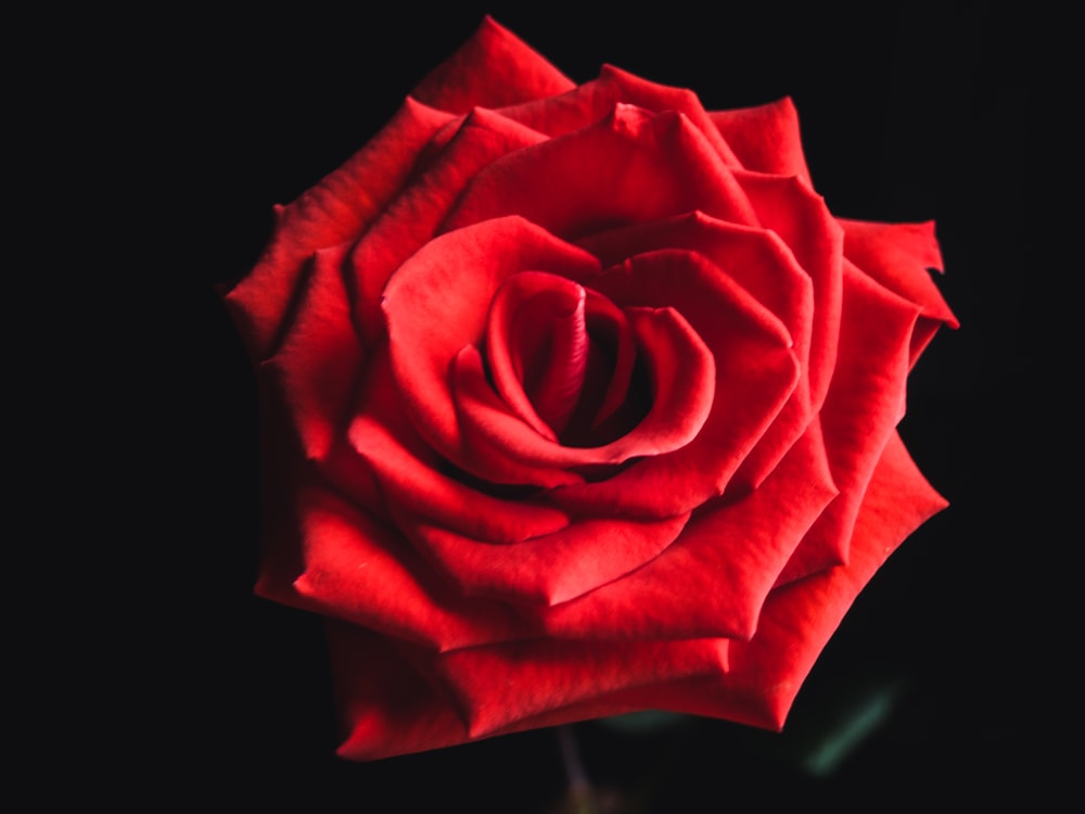 red rose in black background