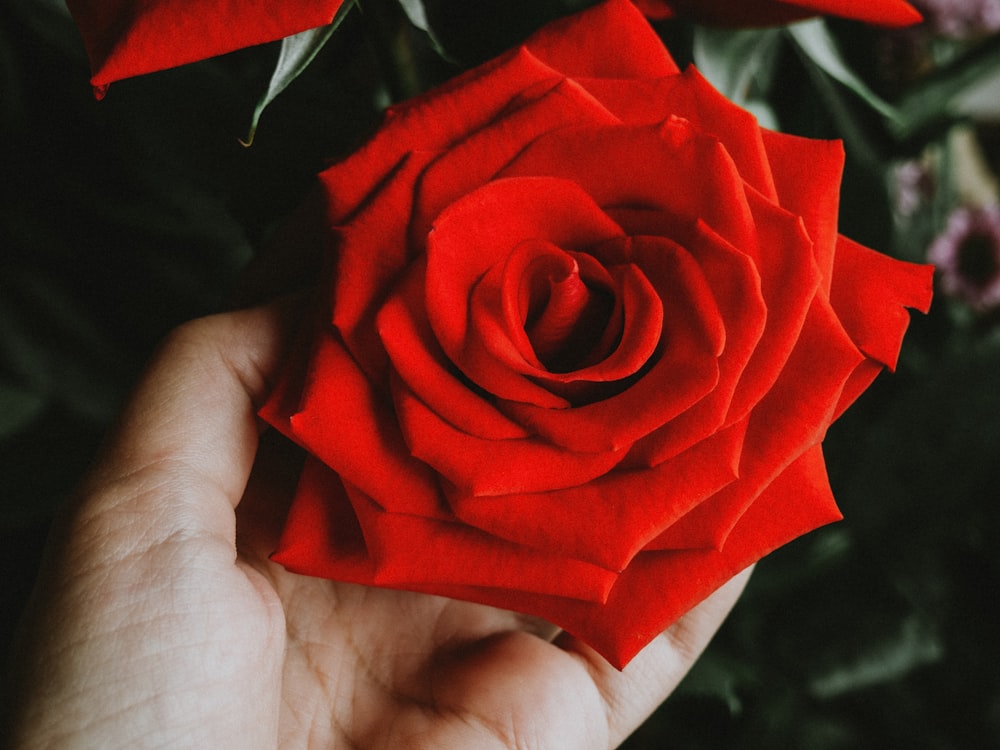 person holding red rose flower