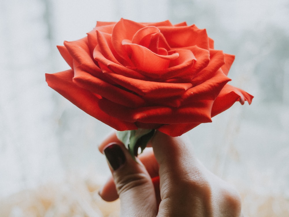person holding red rose in close up photography