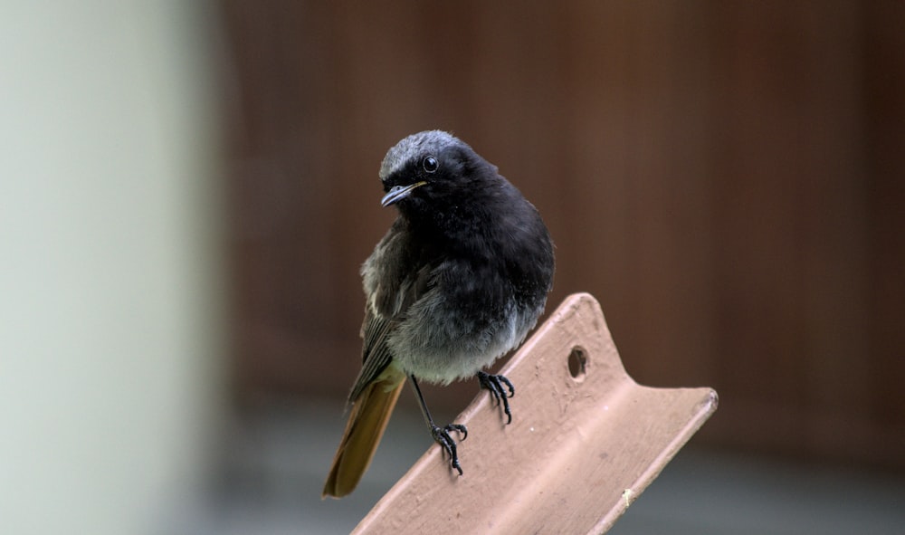 black and white bird on brown wooden stand