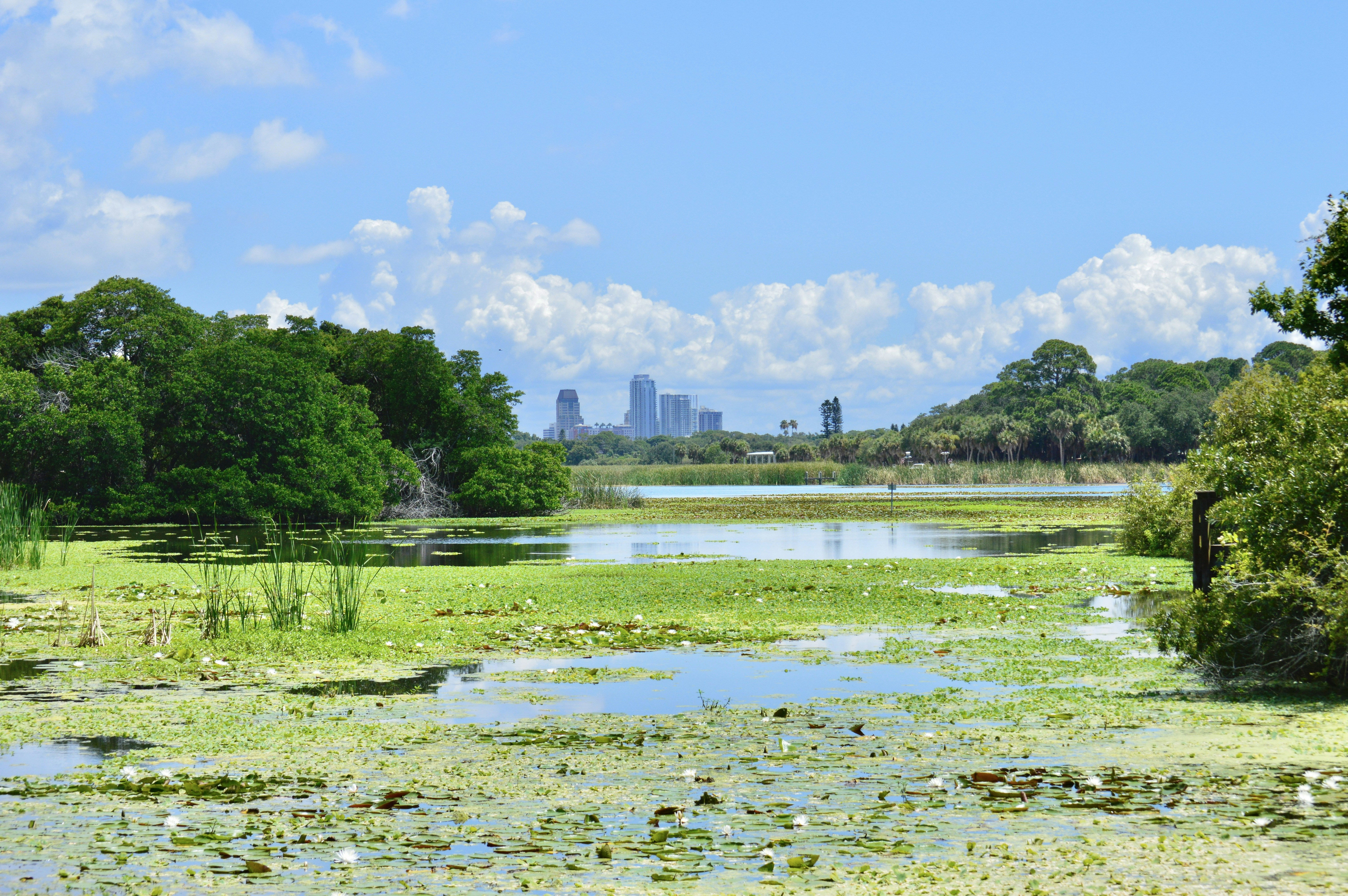 Green grass field near body of water under blue sky during daytime ...