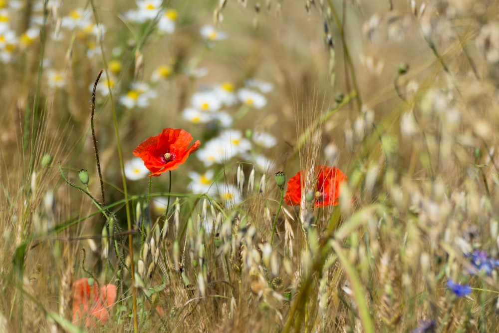 red flower in the field