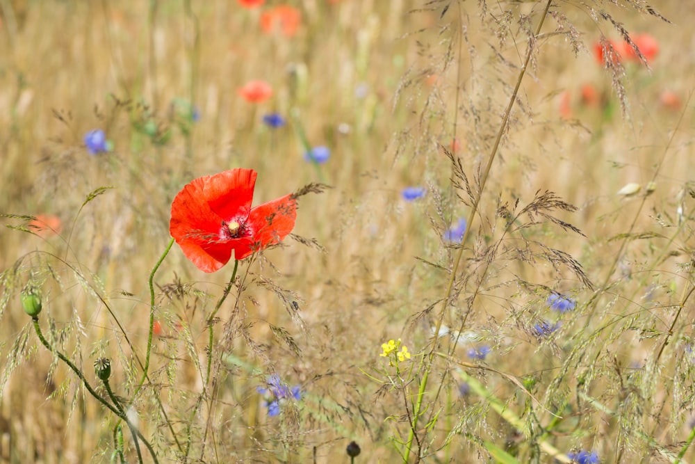 red flower in the middle of green plants