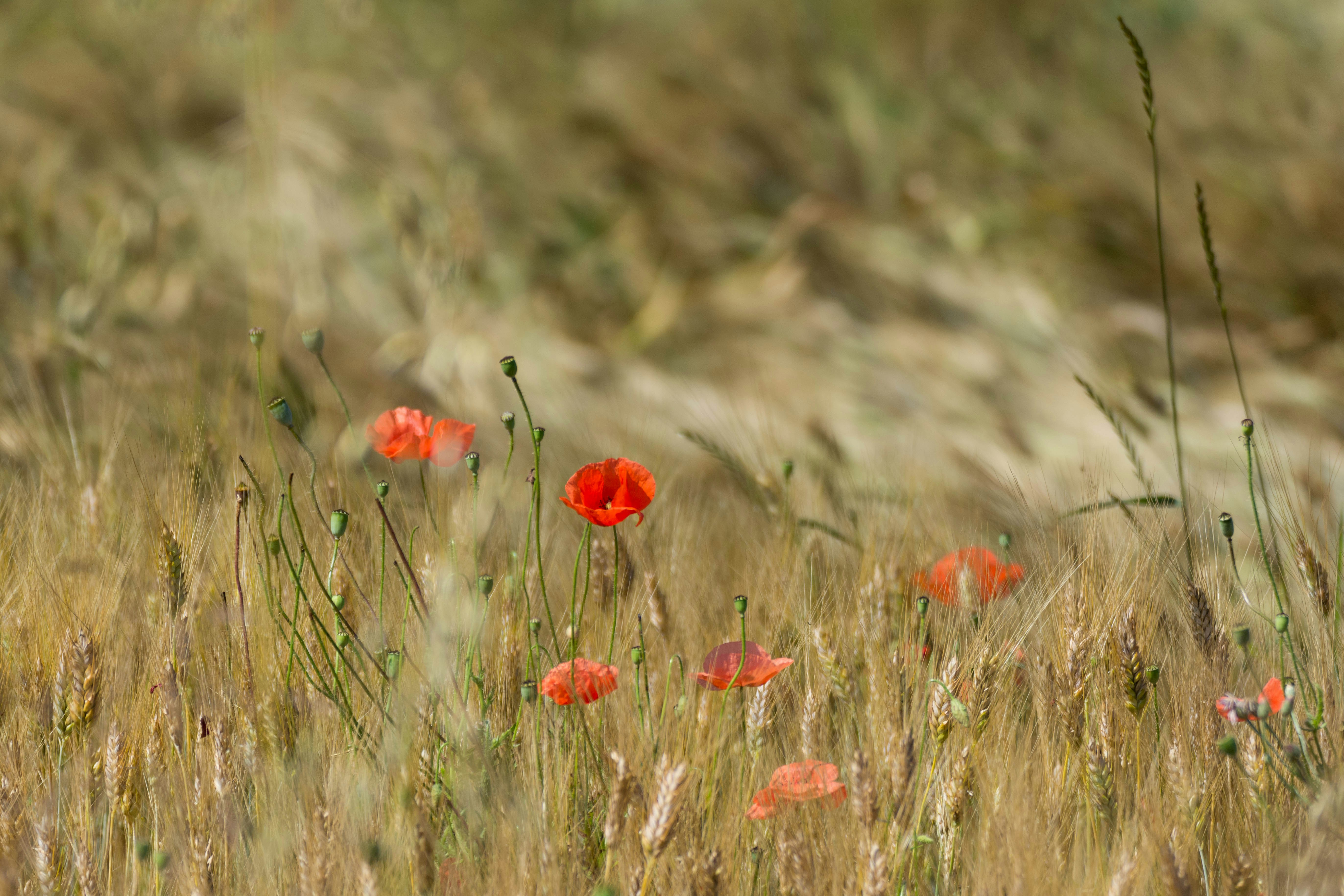 rote Blumen im Tilt Shift Objektiv