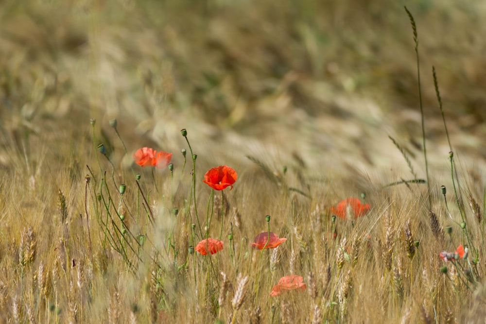 red flowers in tilt shift lens