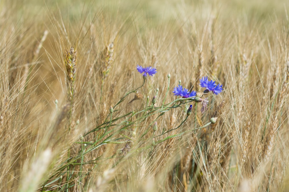 purple flower on brown grass