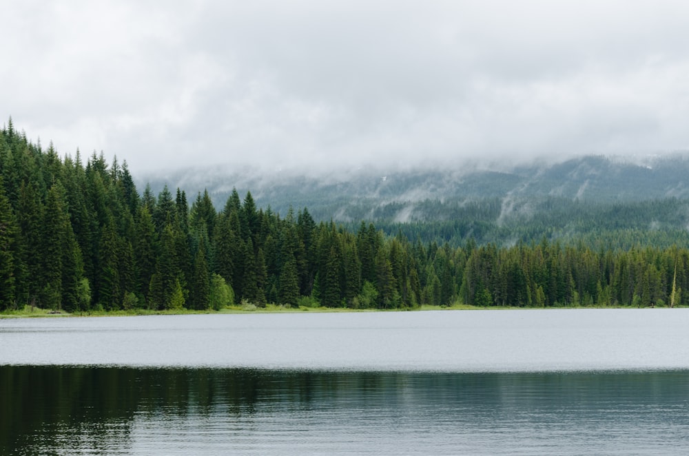 green trees near body of water during daytime