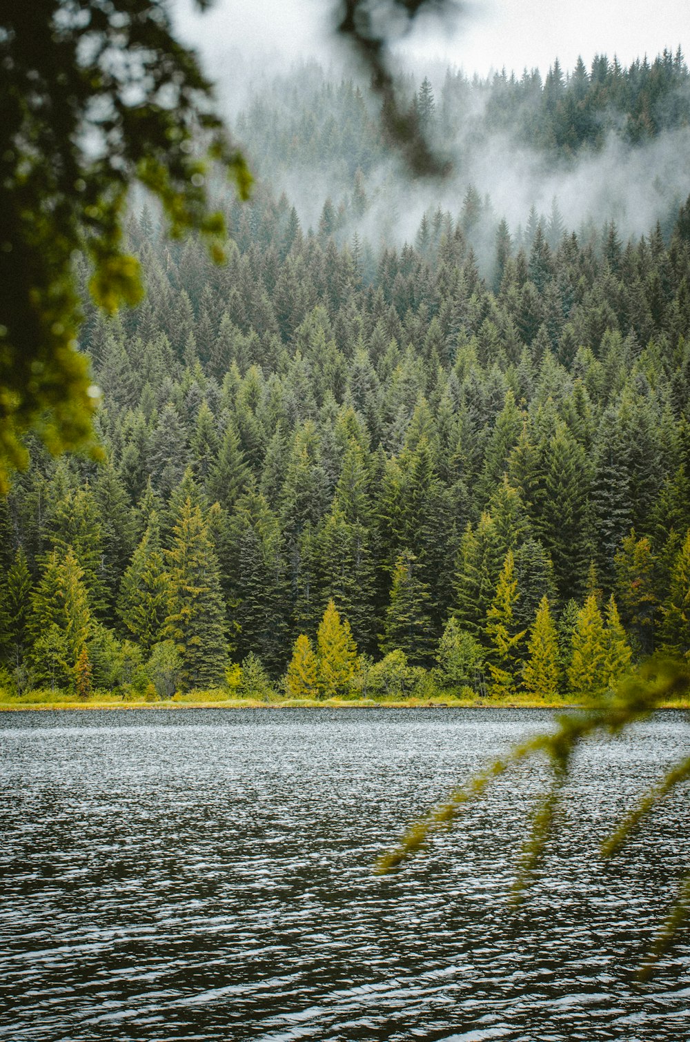 árboles verdes junto al cuerpo de agua durante el día