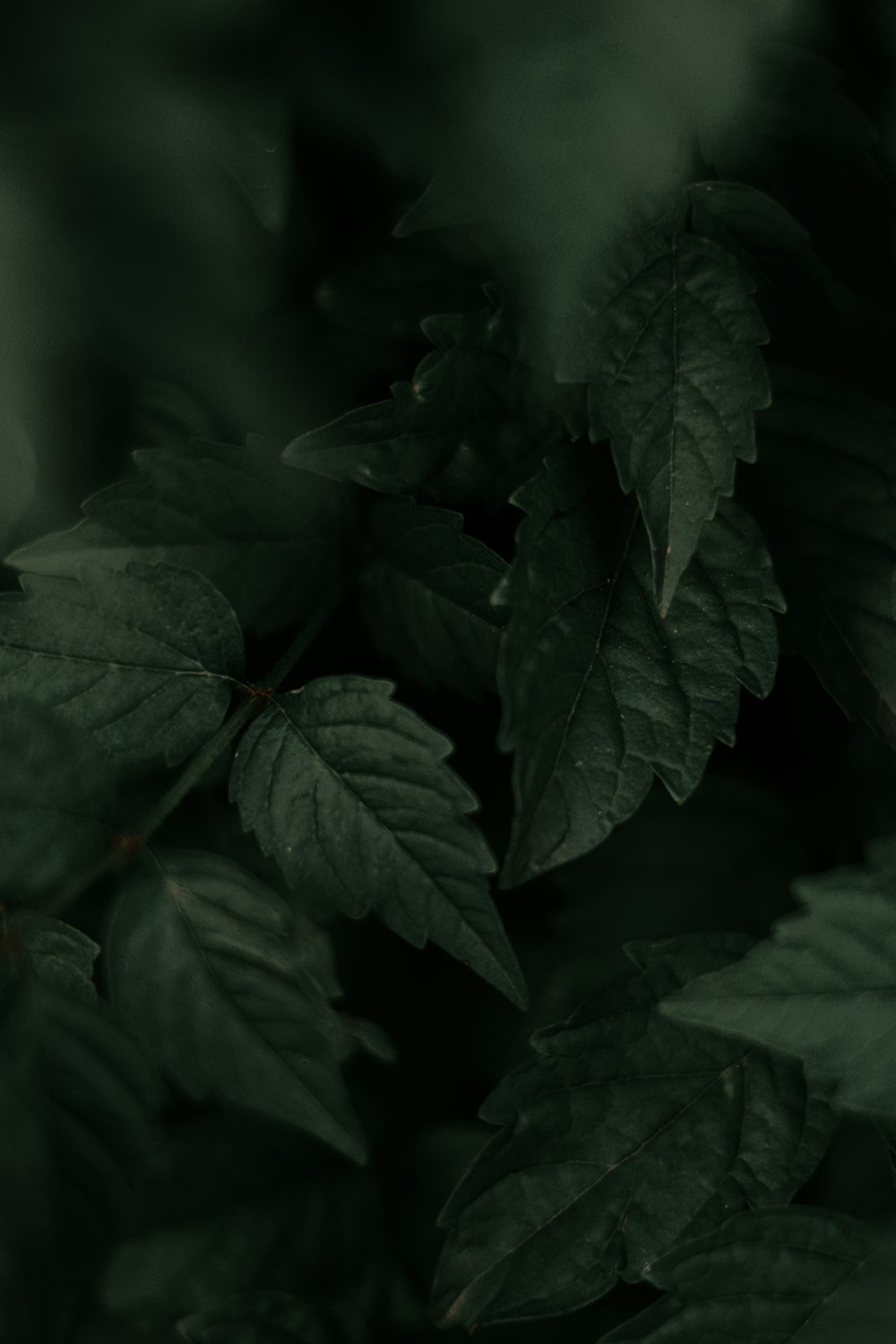 green leaves in close up photography