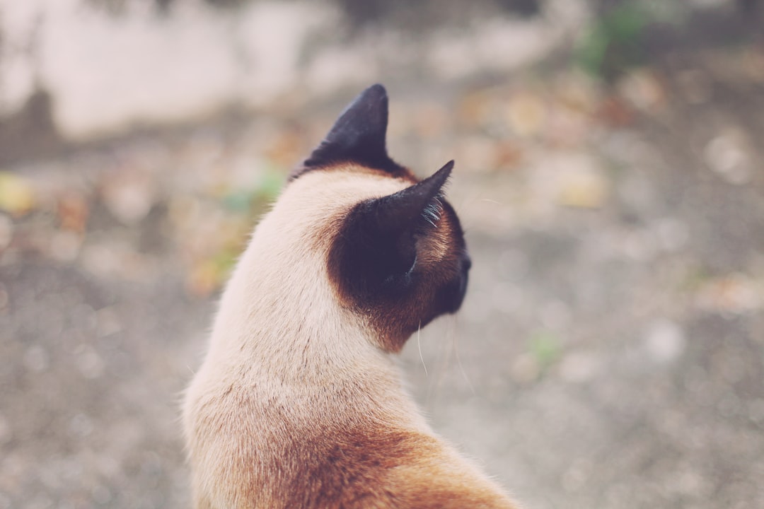 brown and white cat on ground