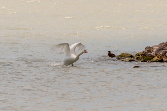 white bird flying over the sea during daytime in Lake Balaton Hungary