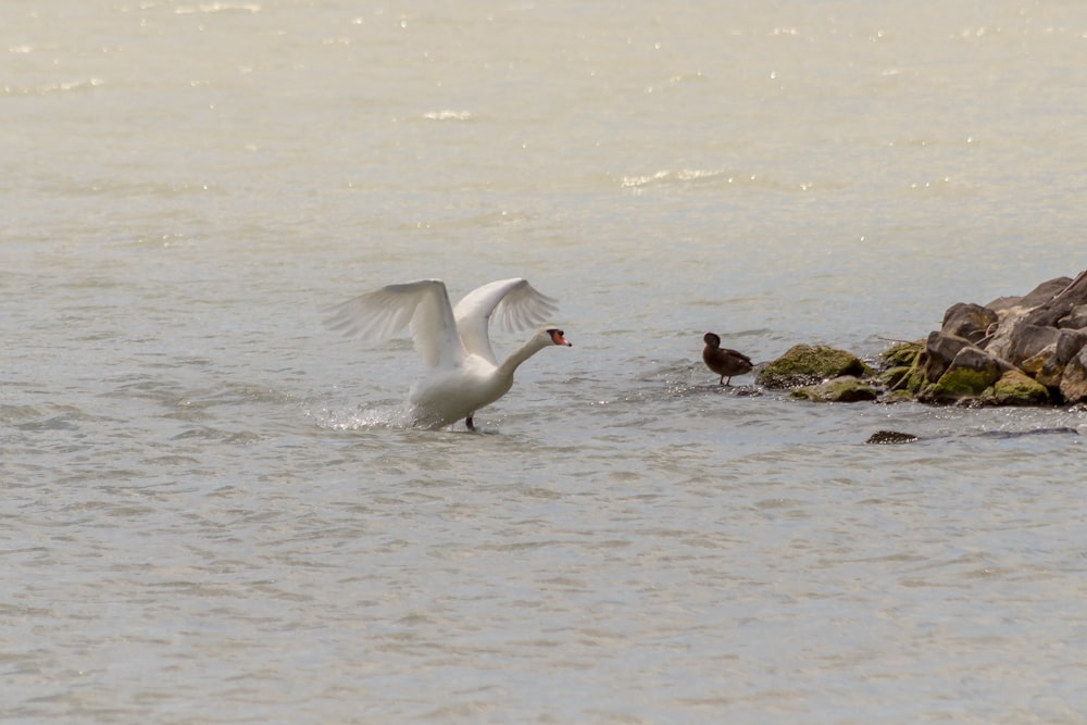 white bird flying over the sea during daytime