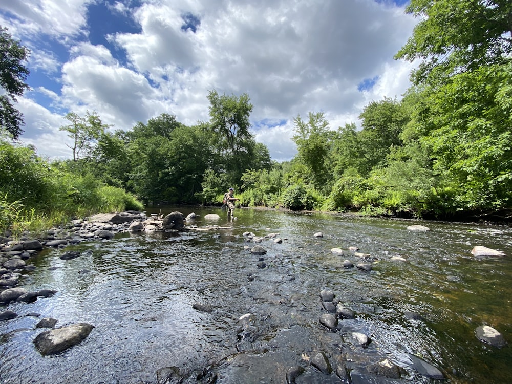 green trees beside river under blue sky during daytime