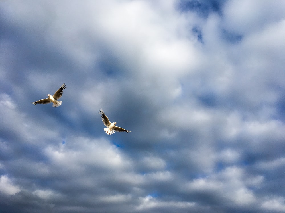 white and black bird flying under white clouds during daytime