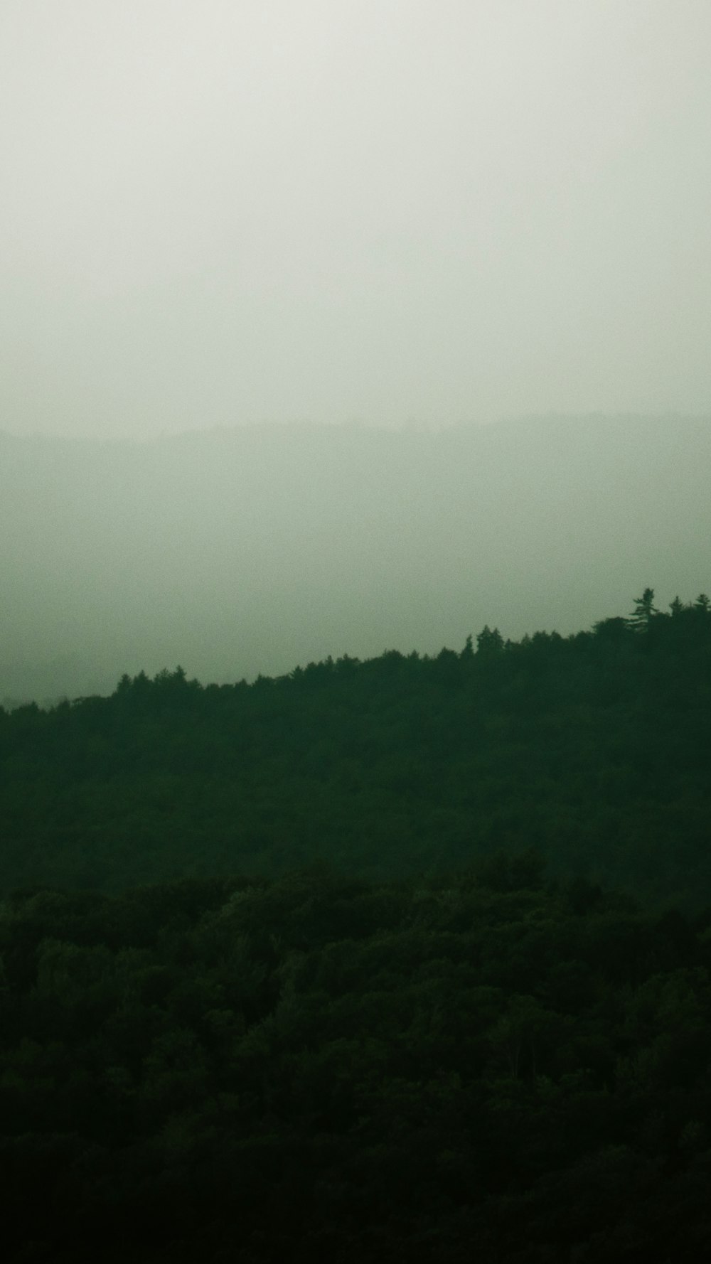 green trees covered with fog