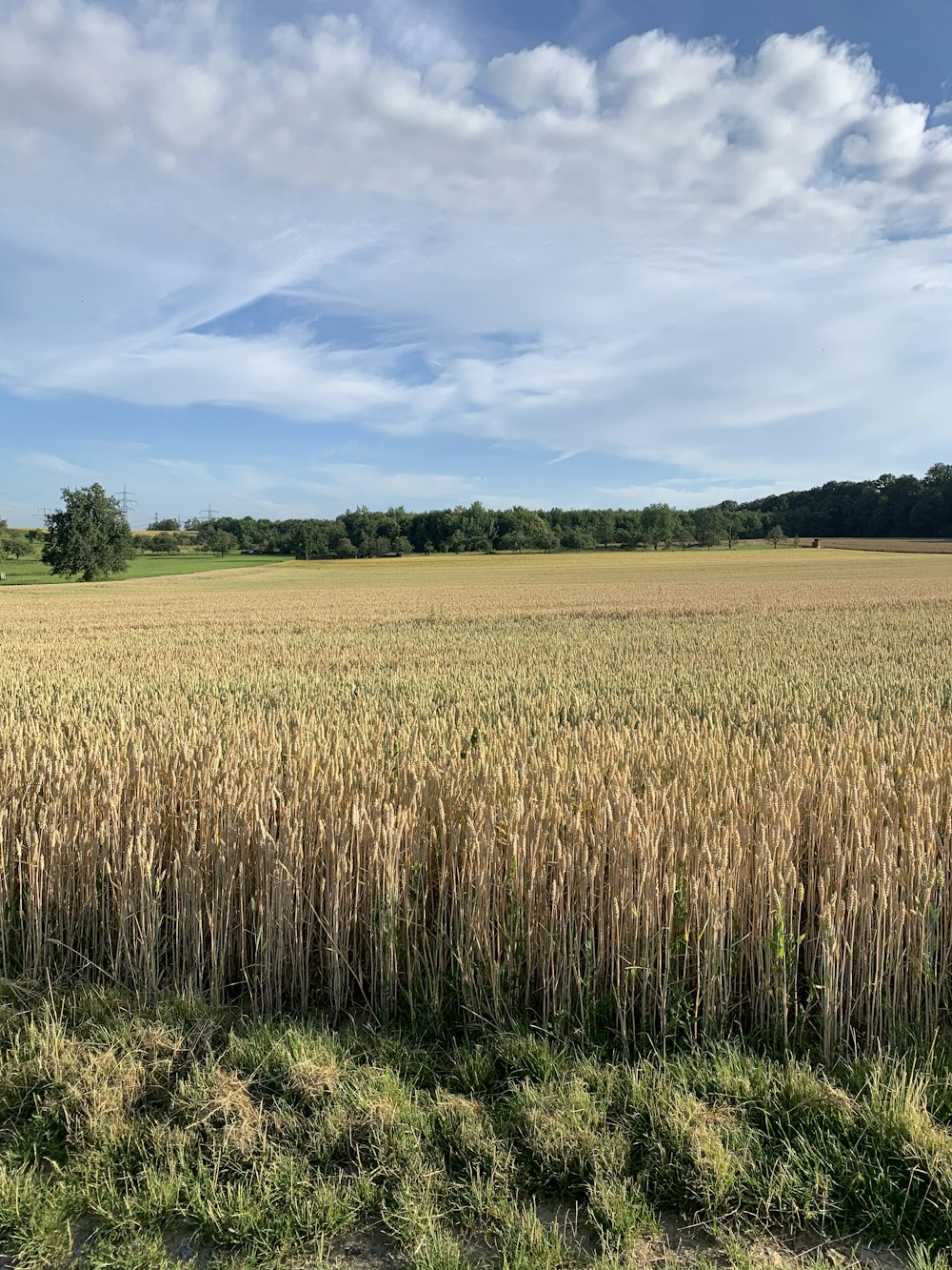 Grünes Grasfeld unter blauem Himmel tagsüber