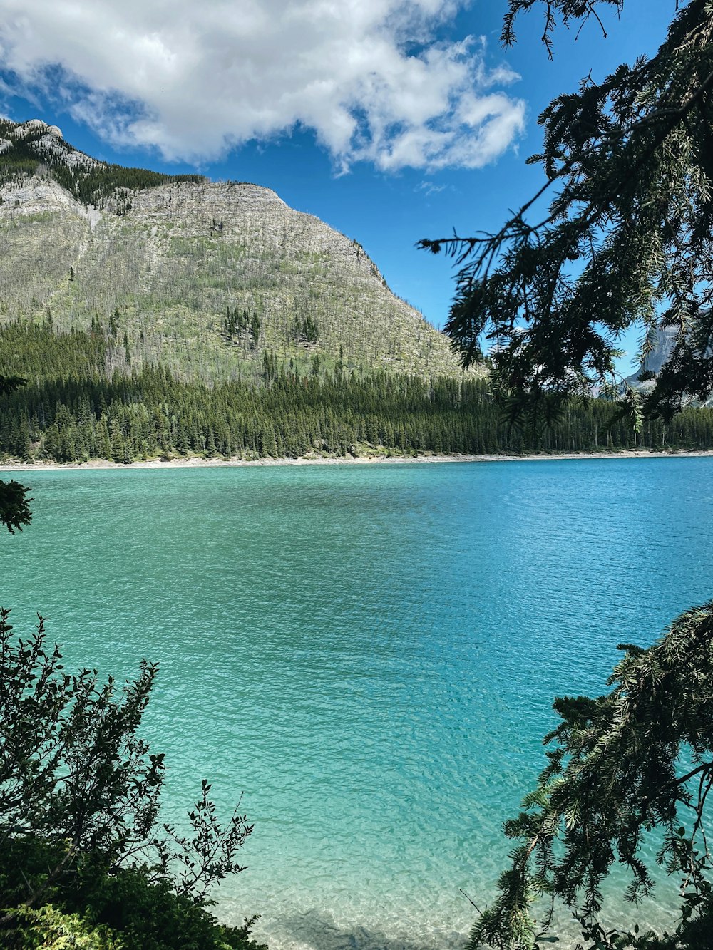 日中の水域近くの緑の木々