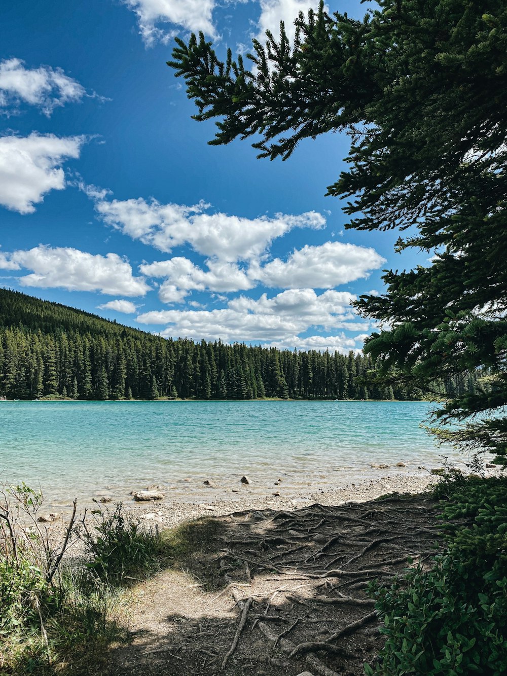 green pine trees near body of water under blue sky and white clouds during daytime