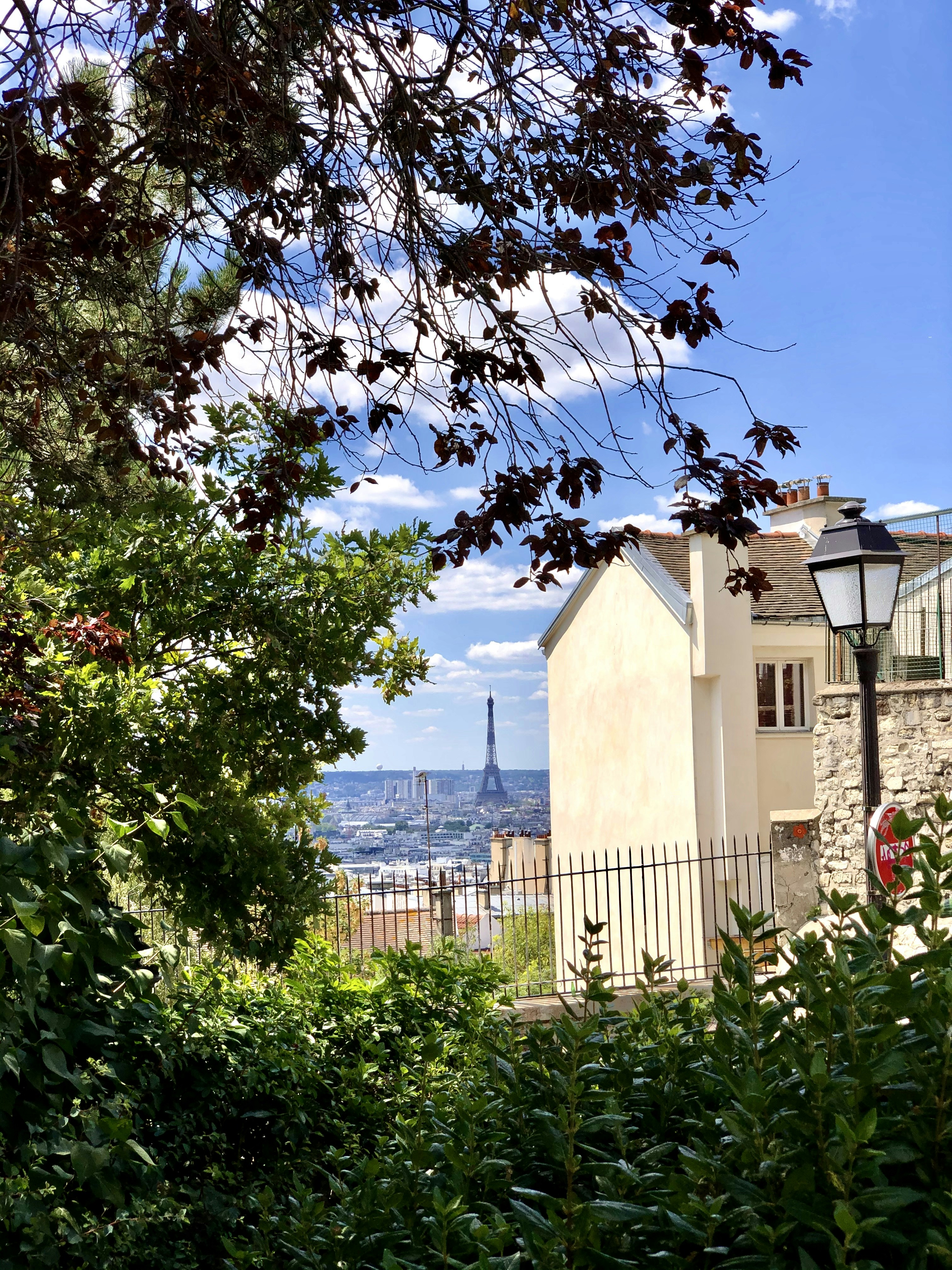 green tree near brown concrete building during daytime