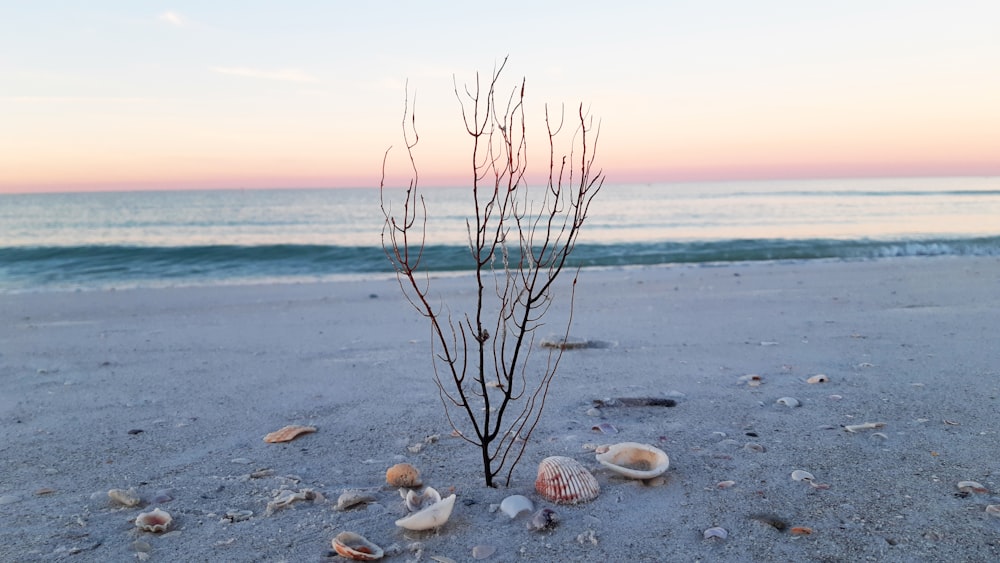 albero nudo sulla riva della spiaggia durante il giorno